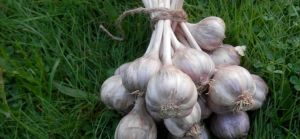 Český česnek – více o naší zelenině